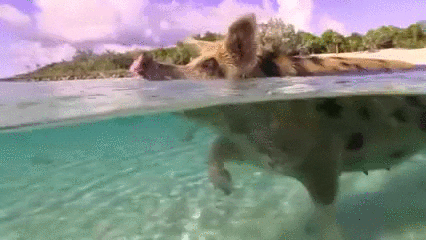 pig swimming GIF