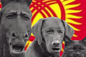 Kyrgyz GIF by Customize iT