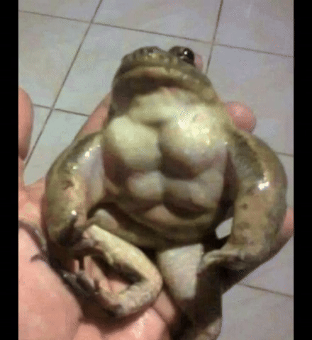 Frog Sixpack GIF