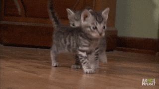 kittens GIF