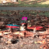 200.gif?cid=fc005b08cdc3b4383bbfb97afb28e9aa407be20650a67735&rid=200.gif&ct=g