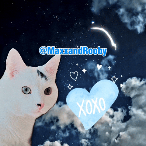 Good Night Cat GIF
