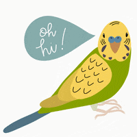 Parakeet Hello GIF