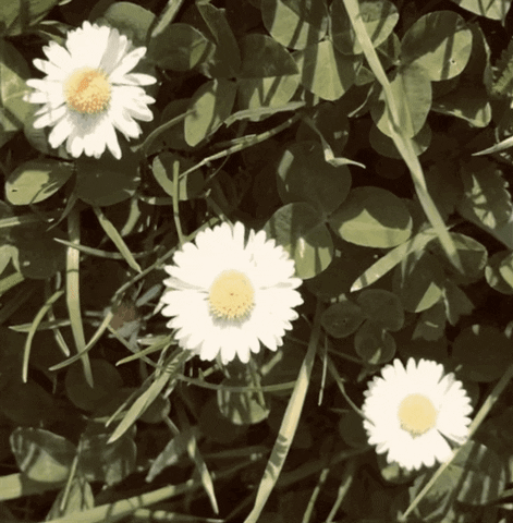 Flower GIF