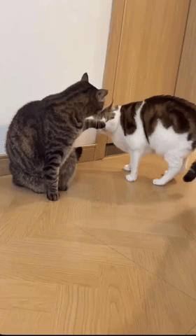 Cat GIF