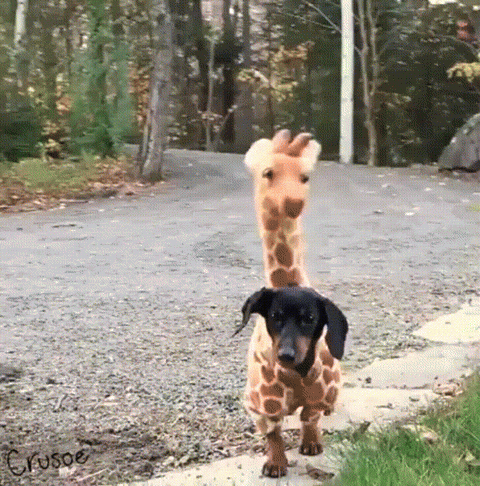 costume giraffe GIF