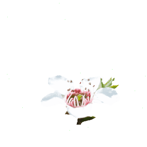 manuka Sticker