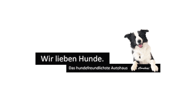 Dog Look Sticker by Autohaus Lindner