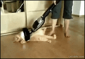 Vacuum Cat GIFs Find Share On GIPHY 200