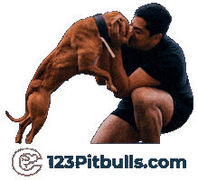 Pitbull Apbt Sticker by Chico Lopez