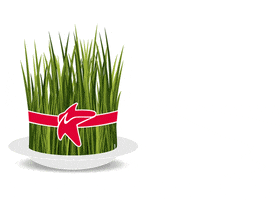 Plants Novruz GIF by Bakcell