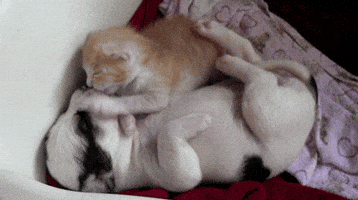 In Love Kiss GIF