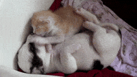 Goodmorning Kiss Gifs Get The Best Gif On Giphy Goodmorning Kiss Gifs Get The Best Gif On Giphy