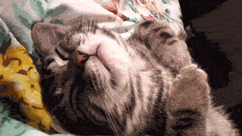  cat animated animals sleep dream GIF