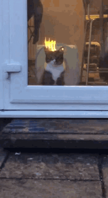 Cat GIF