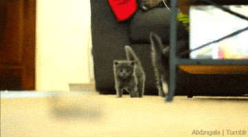 Fail Animal animated GIF