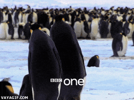 penguins GIF