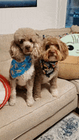 May The Fourth Be With You Star Wars GIF by Geekster Pets
