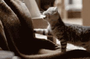 GIF