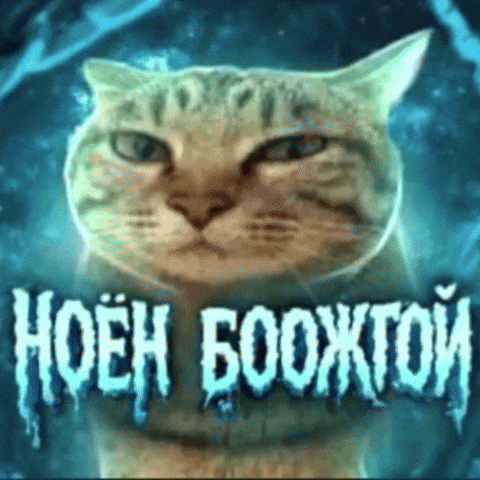 Cat Mongolia GIF