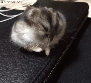 Hamster GIF - Find & Share on GIPHY