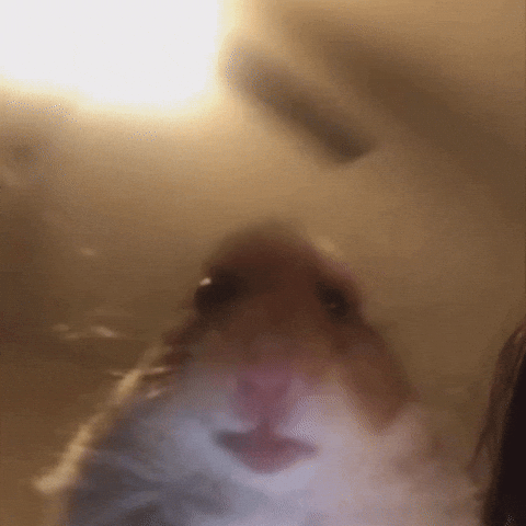 Hamster Vent GIF