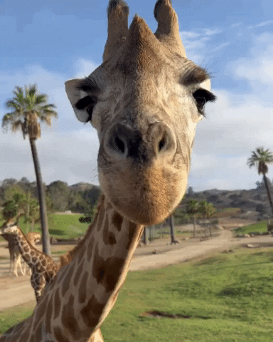 Funny-giraffe GIFs - Get the best GIF on GIPHY