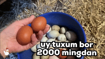 Beda Press GIF