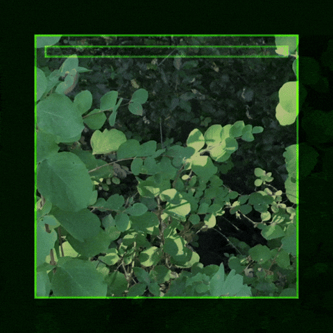 Leaves GIF by jaydr.1