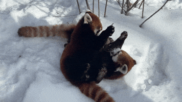 Play Time Cute Animals GIF by Valley Zoo Development Society