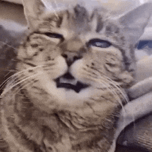 Tired Cat GIF