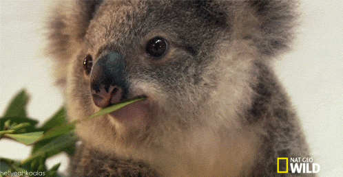 Koala Flirting GIF