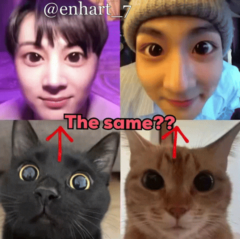 The Same Cat GIF