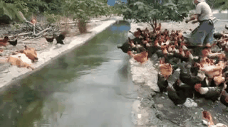 chickens GIF