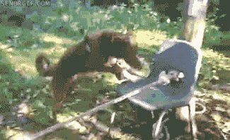 Video gif. In a backyard, a dog hops onto a chair set up as part of a makeshift tightrope and begins to walk the line, wobbling but staying on it.