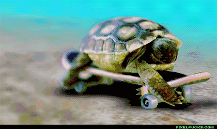 Turtle Skating GIF - Find & Share on GIPHY