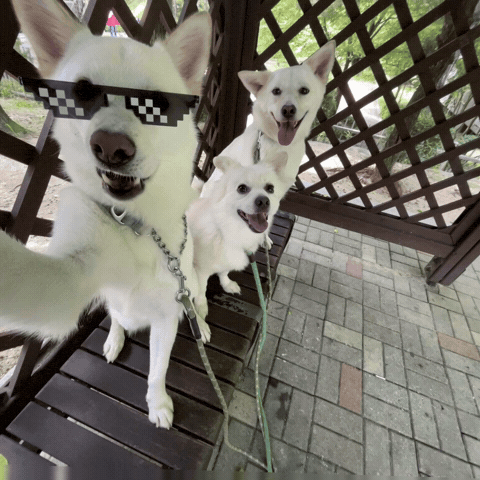 Selfie Dawg GIF