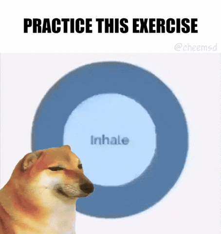 Shiba Inu Dog GIF