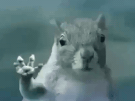 Dog Fly GIF