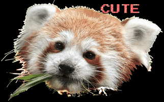 Red Panda Cute Animal GIF by drukasia