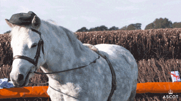 Horse Hat GIF by Ascot Racecourse