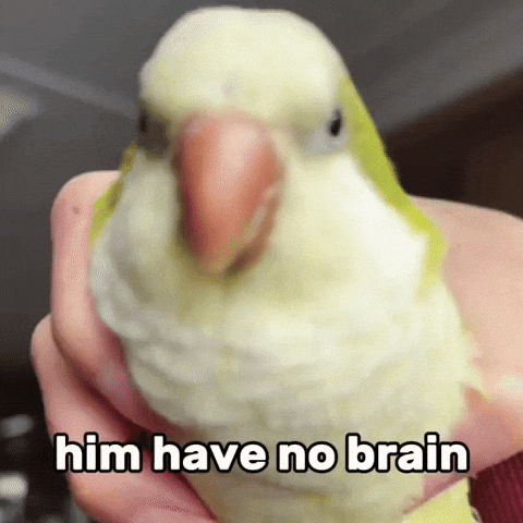 No Brain Bird GIF