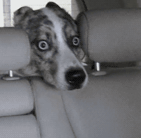 Video gif. Spotted dog has its head squished between two car seat headrests and appears petrified with its wide, light eyes.
