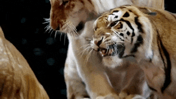 big cats tigers GIF by Ringling Bros. and Barnum & Bailey