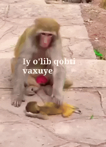 Hazilkash GIF