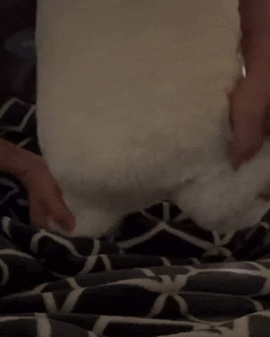 Red Red Dog GIF