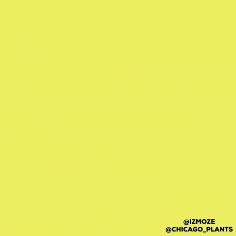 Chicago Plants GIF
