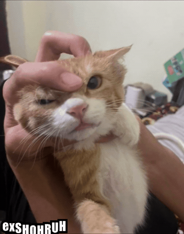Angry Cat GIF