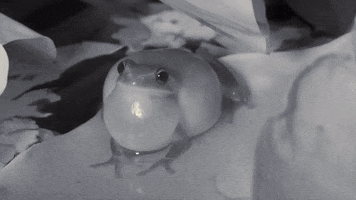 Rio Besos Ranita Meridional GIF