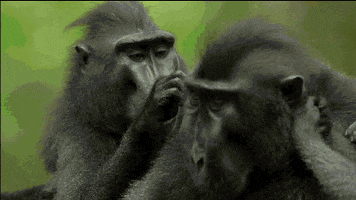 Pbs Nature Monkeys GIF by Nature on PBS